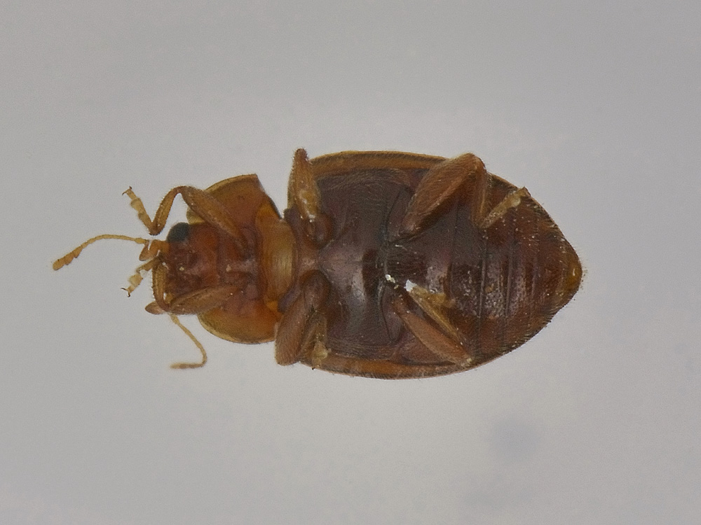 Rhyzobius chrysomeloides